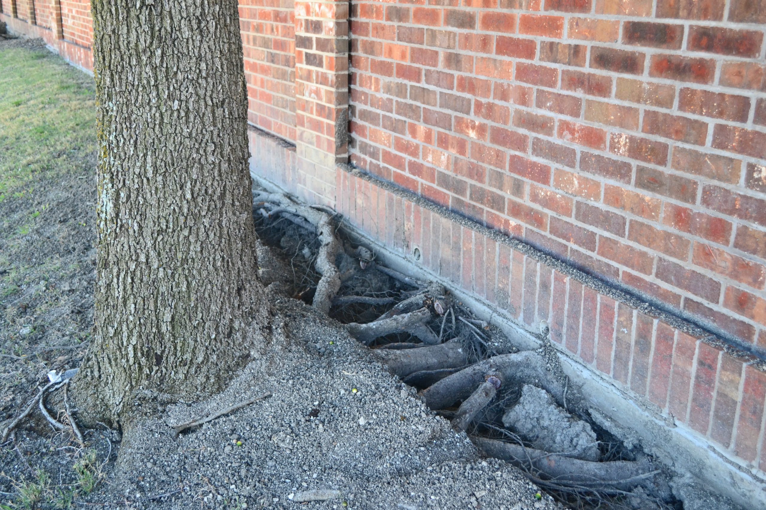 Foundation Tree Damage